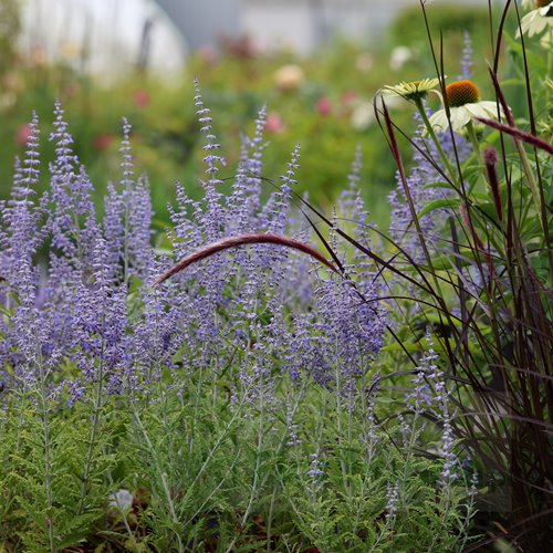 perowskia łobodolistna"Lacey Blue"