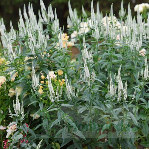 przetacznik "Melanie White"