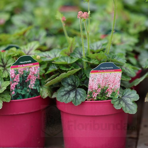 Żuraweczka 'Pink Revolution'