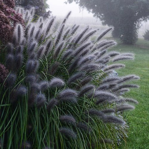 Rozplenica japońska "Black Beauty"