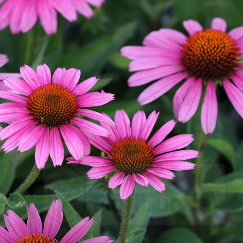 Jeżówka Sunseekers "PINK"