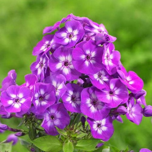 płomyk Flame® "Purple Eye"