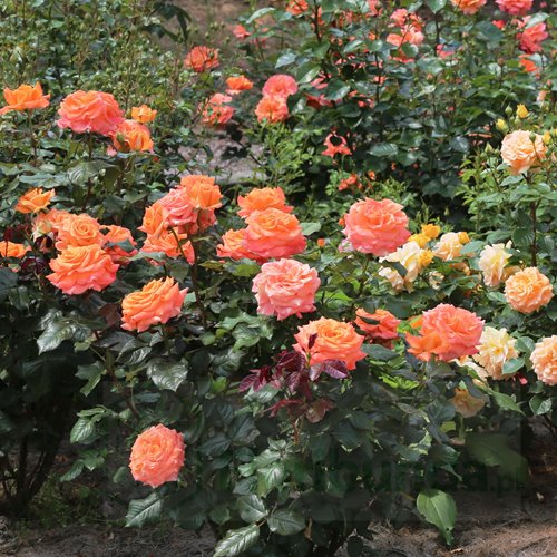 Flora Danica (Poulrim)