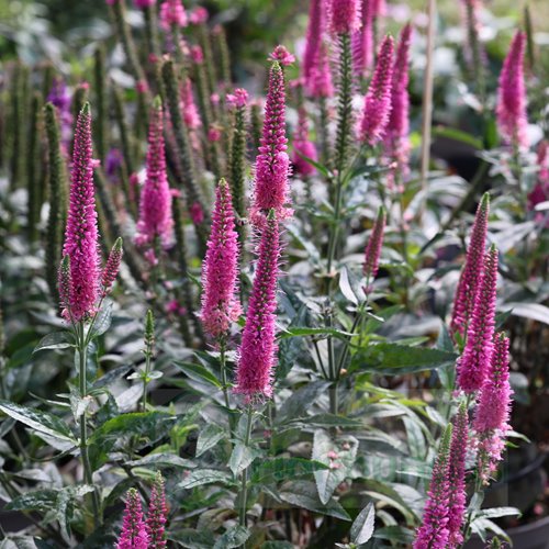 Przetacznik "Lancita "Pink"