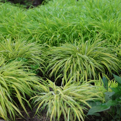 Hakonechloa "Mulled wine"