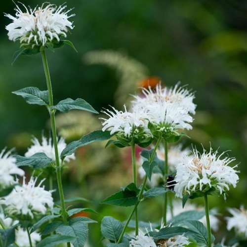 Pysznogłówka 'Bee-Bright'