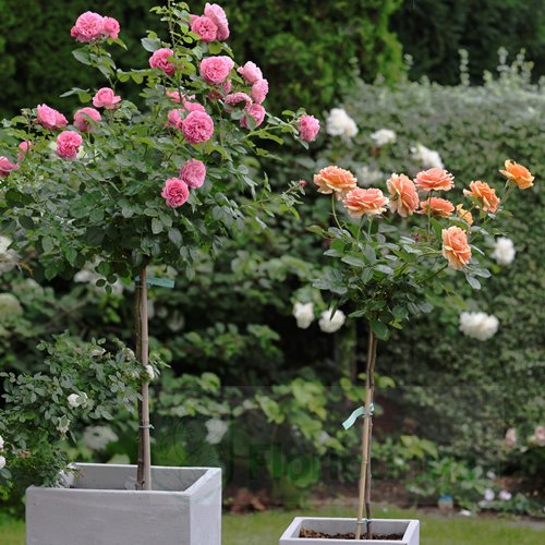 Ashram róże PIENNA (pień 60 cm)
