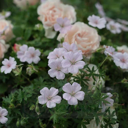 Bodziszek "Pink Summer"