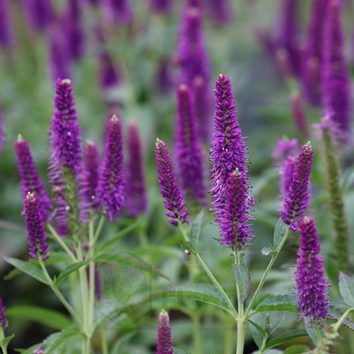 Przetacznik  Lancita "Purple"