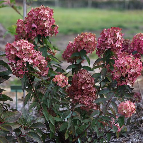 Hortensja bukietowa Metalica®