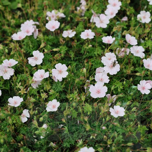 Bodziszek "Pink Summer"