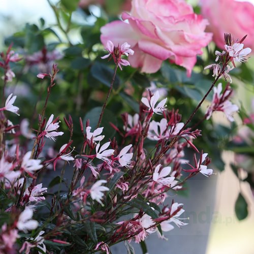 Gaura lindheimeri "GRACEFUL LIGHT PINK"