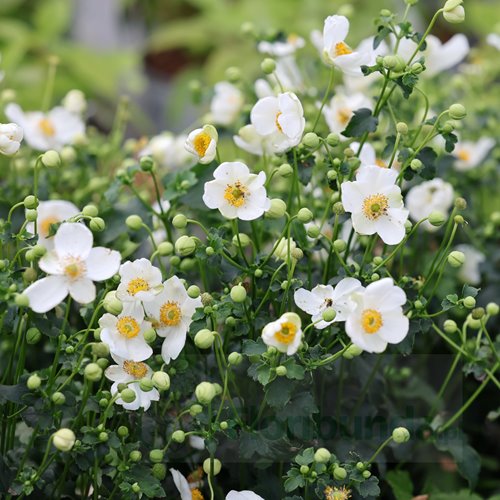 Zawilec  Summer Breeze Snow