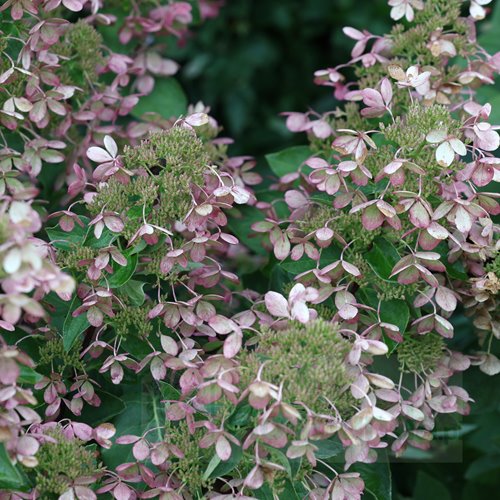 Hortensja bukietowa "Pastel Green"