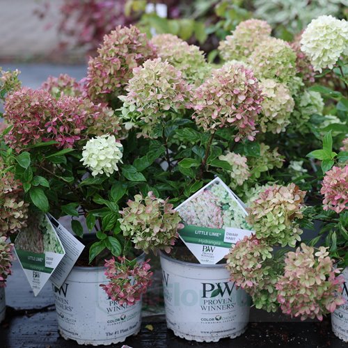 Hortensja bukietowa Little Lime