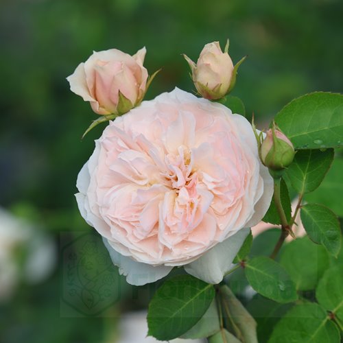 Natural Aroma (Bozarom014) DONICZKA