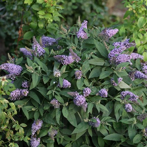 budleja "Butterfly  Candy Little Sweetheart"