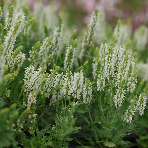 Szałwia omszona  'Sensation White'