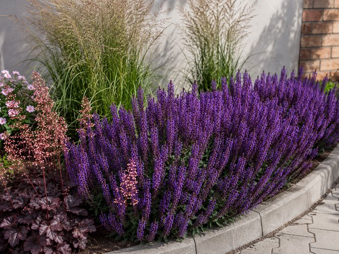 Szałwia omszona 'Blue Bouquetta'