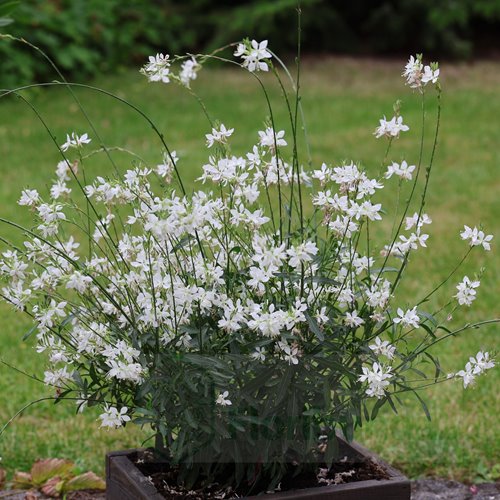 Gaura lindheimeri "GRACEFUL WHITE"