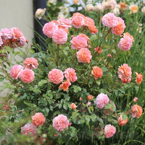 Louise Clements PIENNA