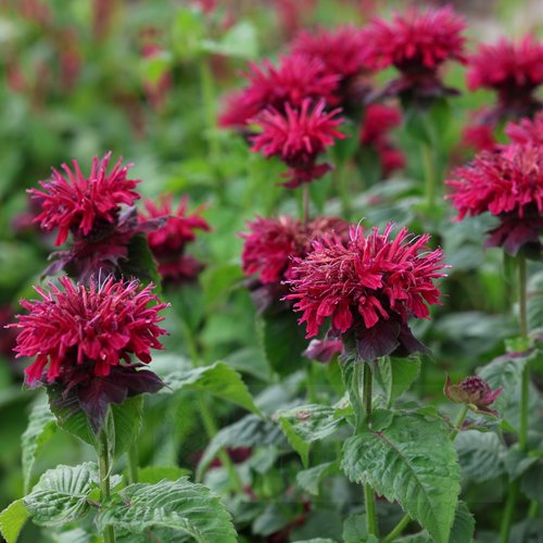 Pysznogłówka 'Fireball'