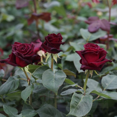 Black Baccara (Meidebenne)