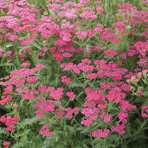 Krwawnik pospolity "Cerise Queen"