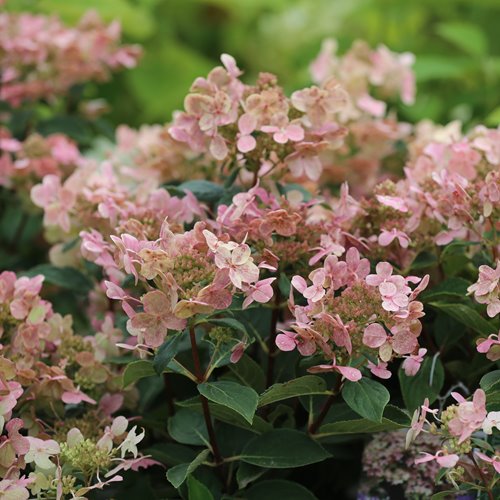 Hortensja bukietowa Polestar