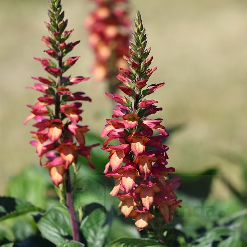 naparstnica hybrida "Rising Phoenix"