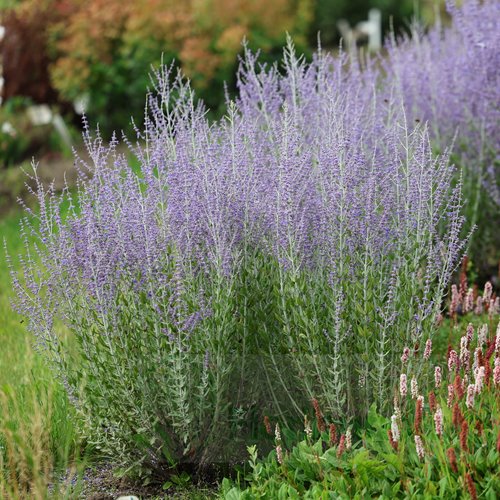 perowskia łobodolistna"Lacey Blue"