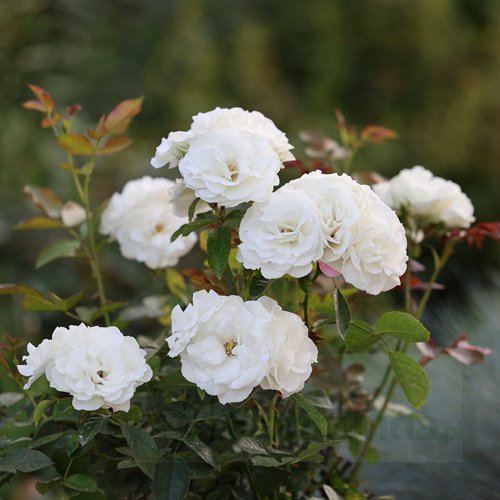 Iceberg Flower Circus DONICZKA