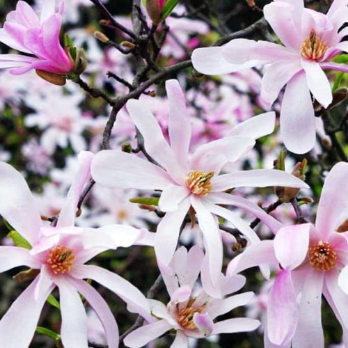 Magnolia  "Leonard Messel"