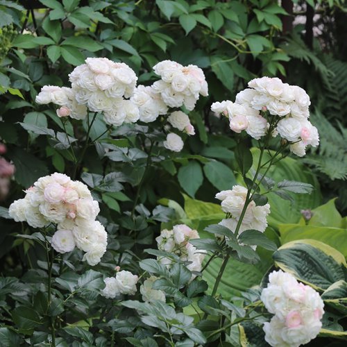 Bouquet Parfait  (LENbofa)