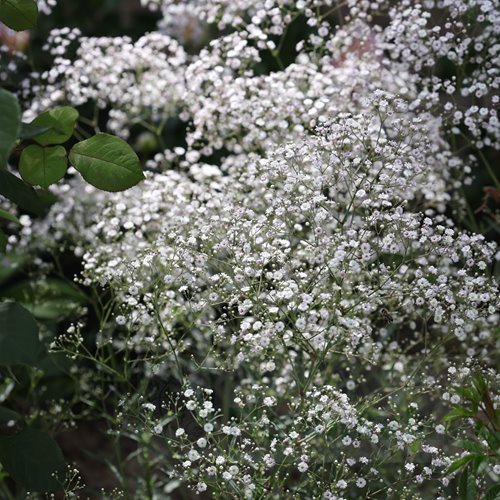 gipsówka 'Festival White Flare'