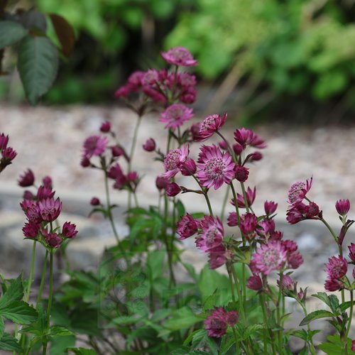 Jarzmianka Większa "Cerise Button"