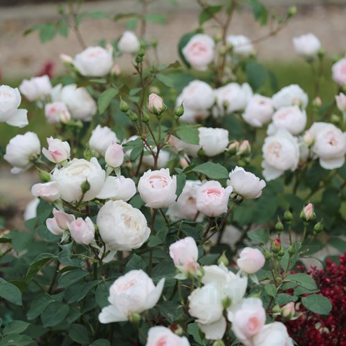 Desdemona (Auskindling)