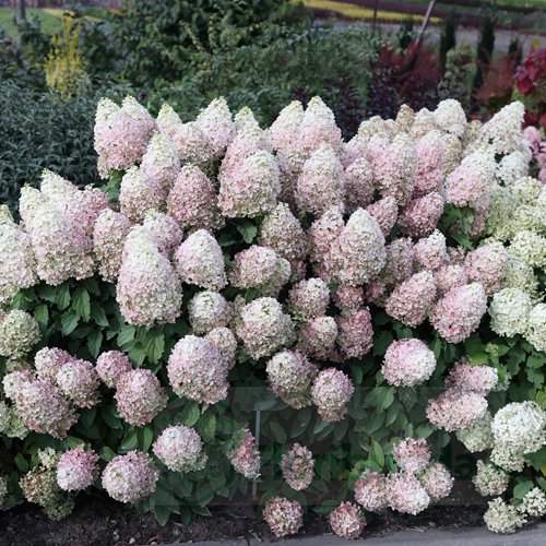 Hortensja bukietowa "Phantom"