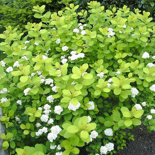 Tawuła Brzozolistna 'Tor Gold'