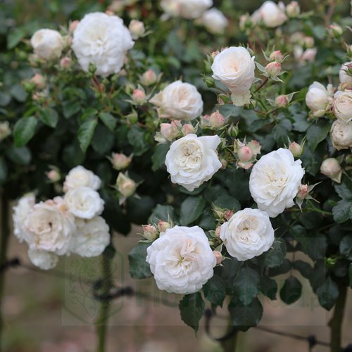 Kastelruther Spatzen PIENNA