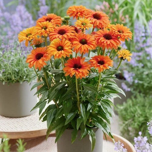 jeżówka SUNSEEKERS "Mineola"