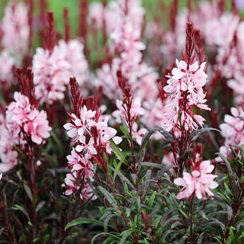 Gaura lindheimeri "GRACEFUL LIGHT PINK"