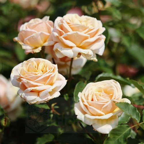 Diamond Jubilee  PIENNA