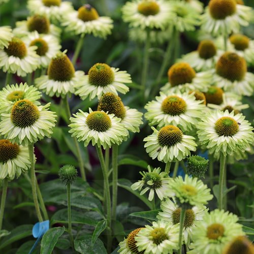 Jeżówka SUNSEEKERS "Green Apple"