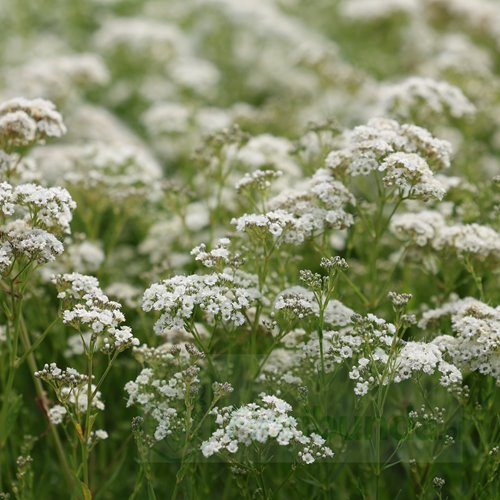 Gipsówka wiechowata 'Starflakes'