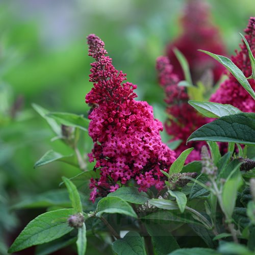 budleja "Butterfly Candy Little Ruby"