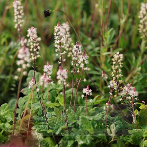 Tiarella "Spring Symphony"