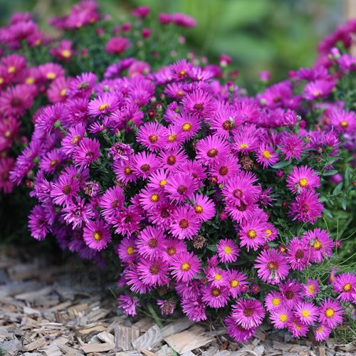 aster dumosus "Jenny"