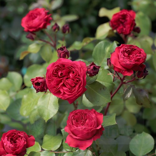 Red Leonardo da Vinci (Meiangele)