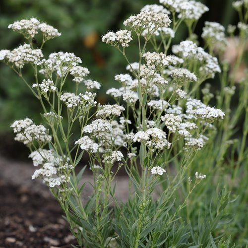 Gipsówka wiechowata 'Starflakes'